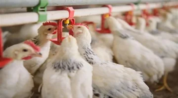 سعر كيلو الفراخ البيضاء في بورصة الدواجن اليوم 7-11-2025 يتغير مجددًا